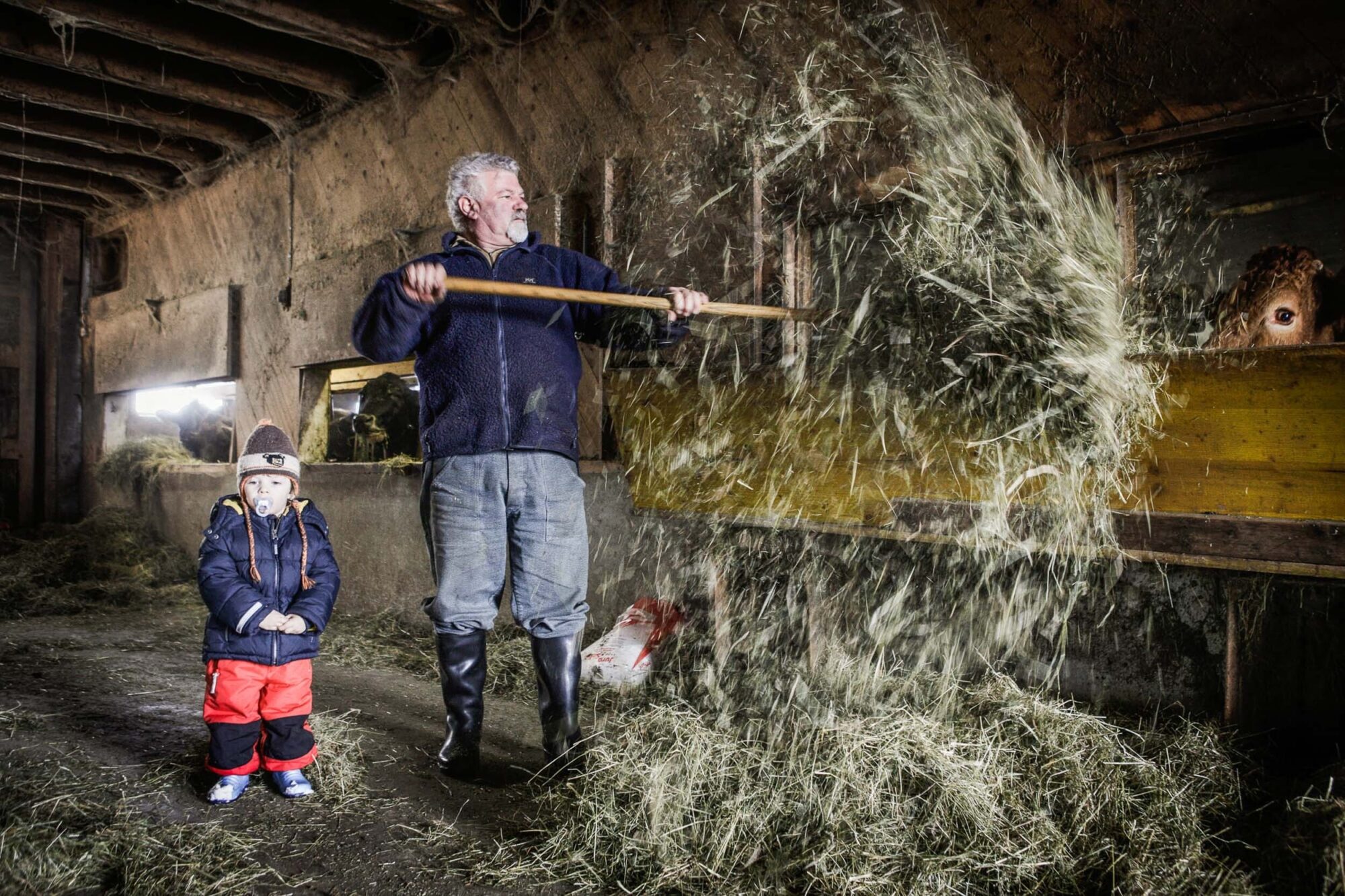 Urnaesch, Appenzell Ausserrhoden, Schweiz, 25. Februar 2009 - Hansueli Alder mit Enkelkind Ueli im Stall bei den Kuehen. 

Photo by Daniel Ammann