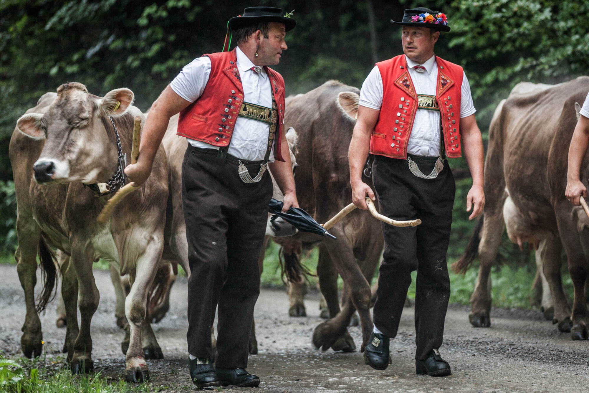 Lehmen; Potersalp, Appenzell, Schweiz, 22. Juni 2013 - Alpfahrt auf die Potersalp der Familie Reto Ruesch.