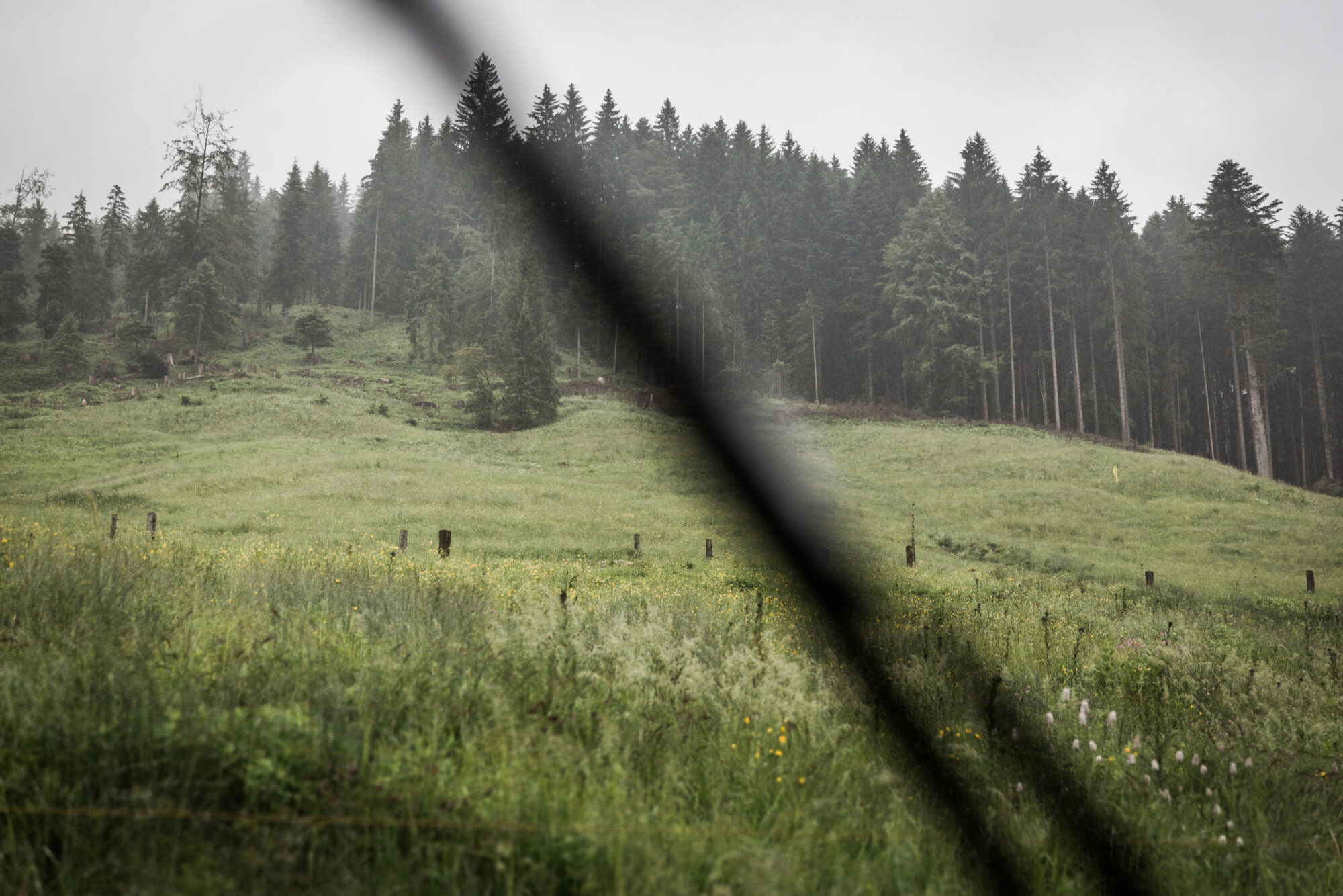 Lehmen; Potersalp, Appenzell, Schweiz, 22. Juni 2013 - Alpfahrt auf die Potersalp der Familie Reto Ruesch.