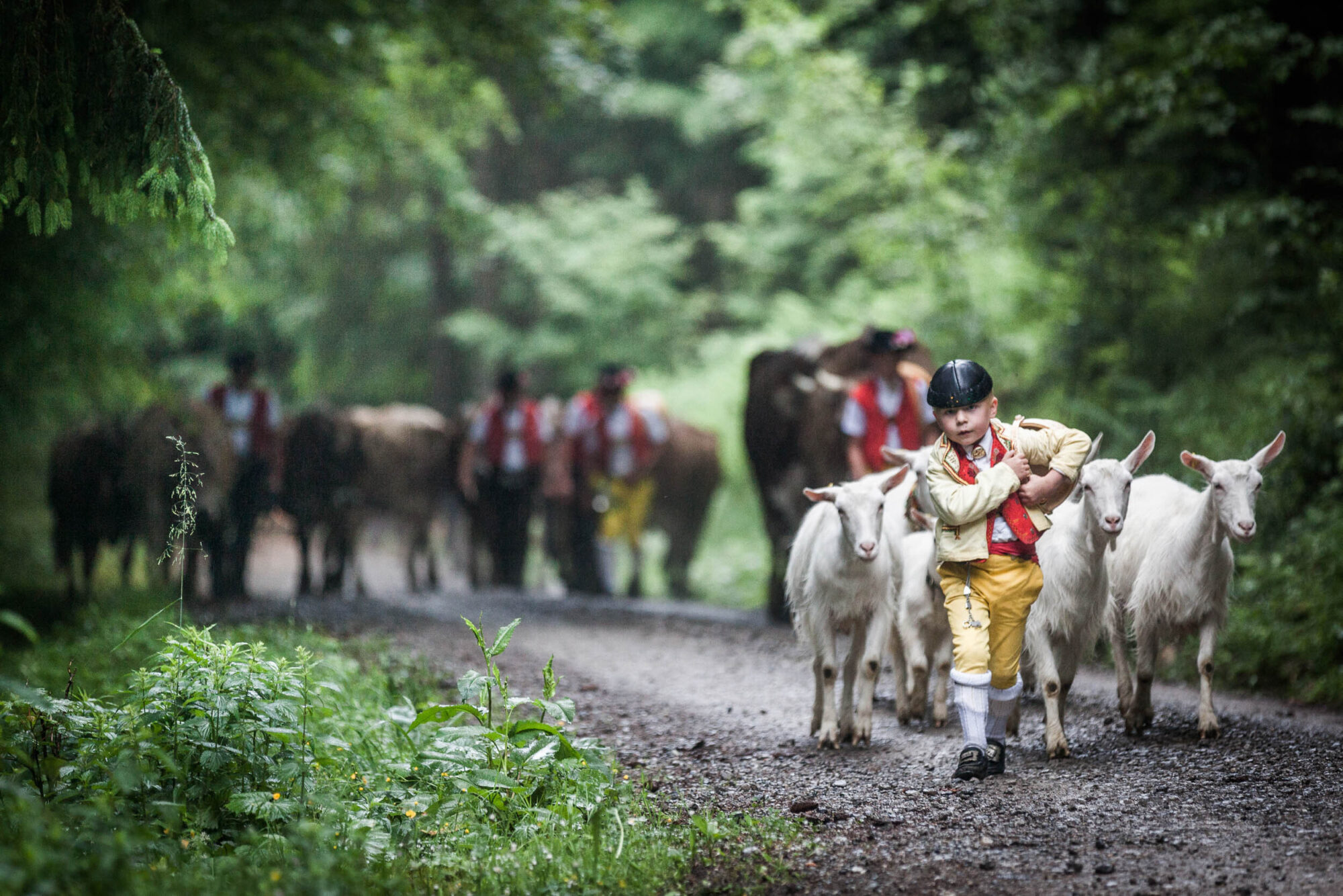 Lehmen; Potersalp, Appenzell, Schweiz, 22. Juni 2013 - Alpfahrt auf die Potersalp der Familie Reto Ruesch.