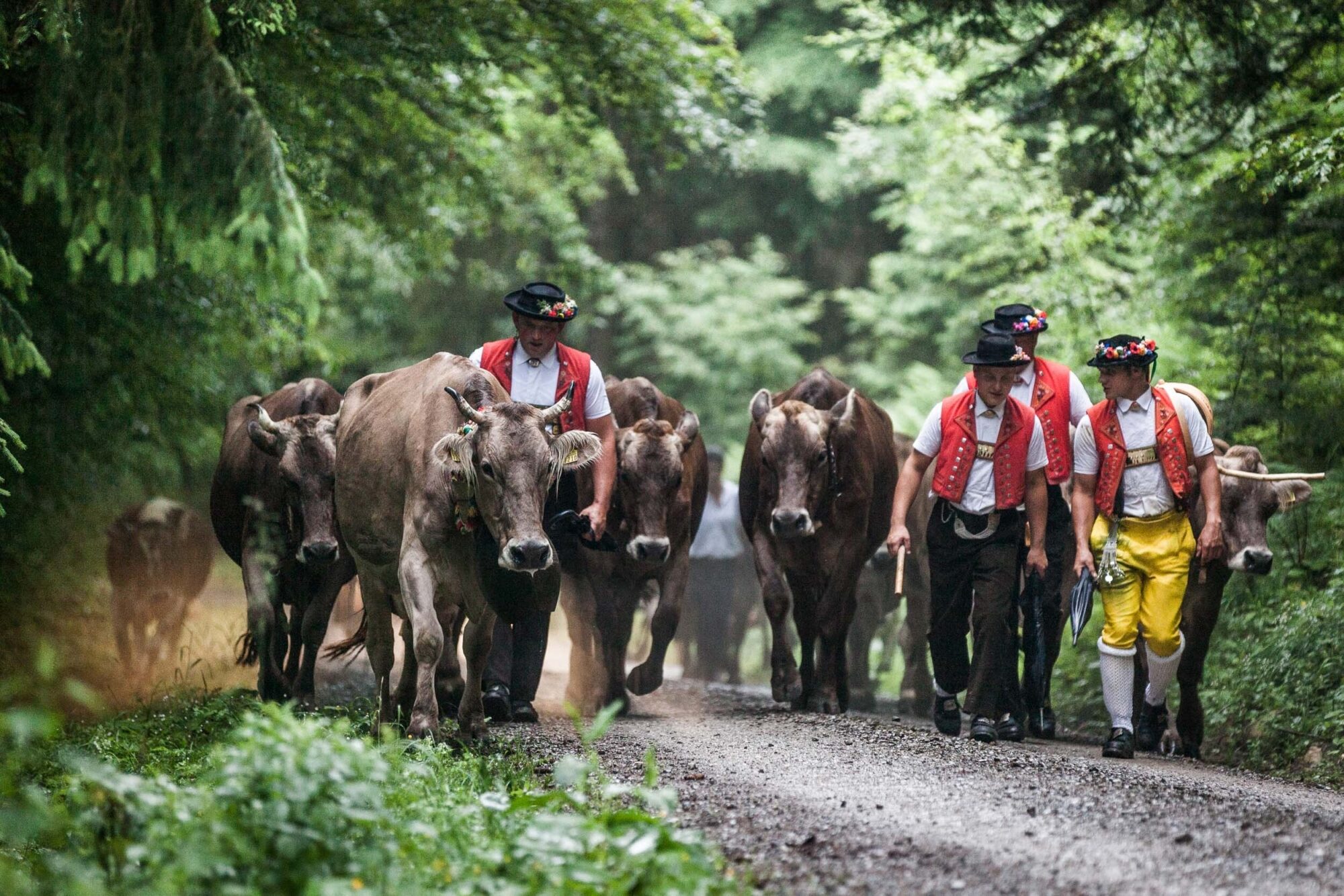 Lehmen; Potersalp, Appenzell, Schweiz, 22. Juni 2013 - Alpfahrt auf die Potersalp der Familie Reto Ruesch.