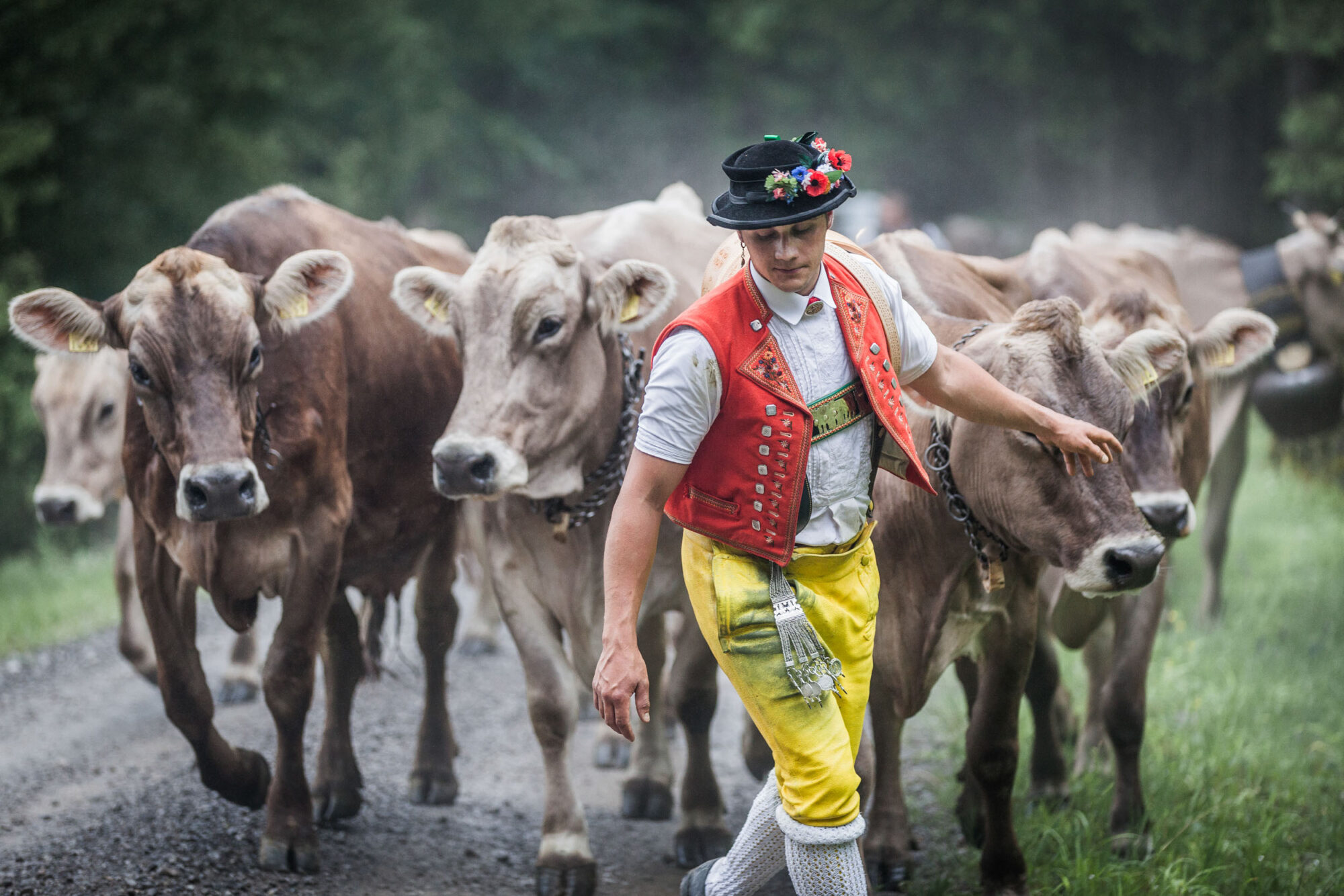 Lehmen; Potersalp, Appenzell, Schweiz, 22. Juni 2013 - Alpfahrt auf die Potersalp der Familie Reto Ruesch.