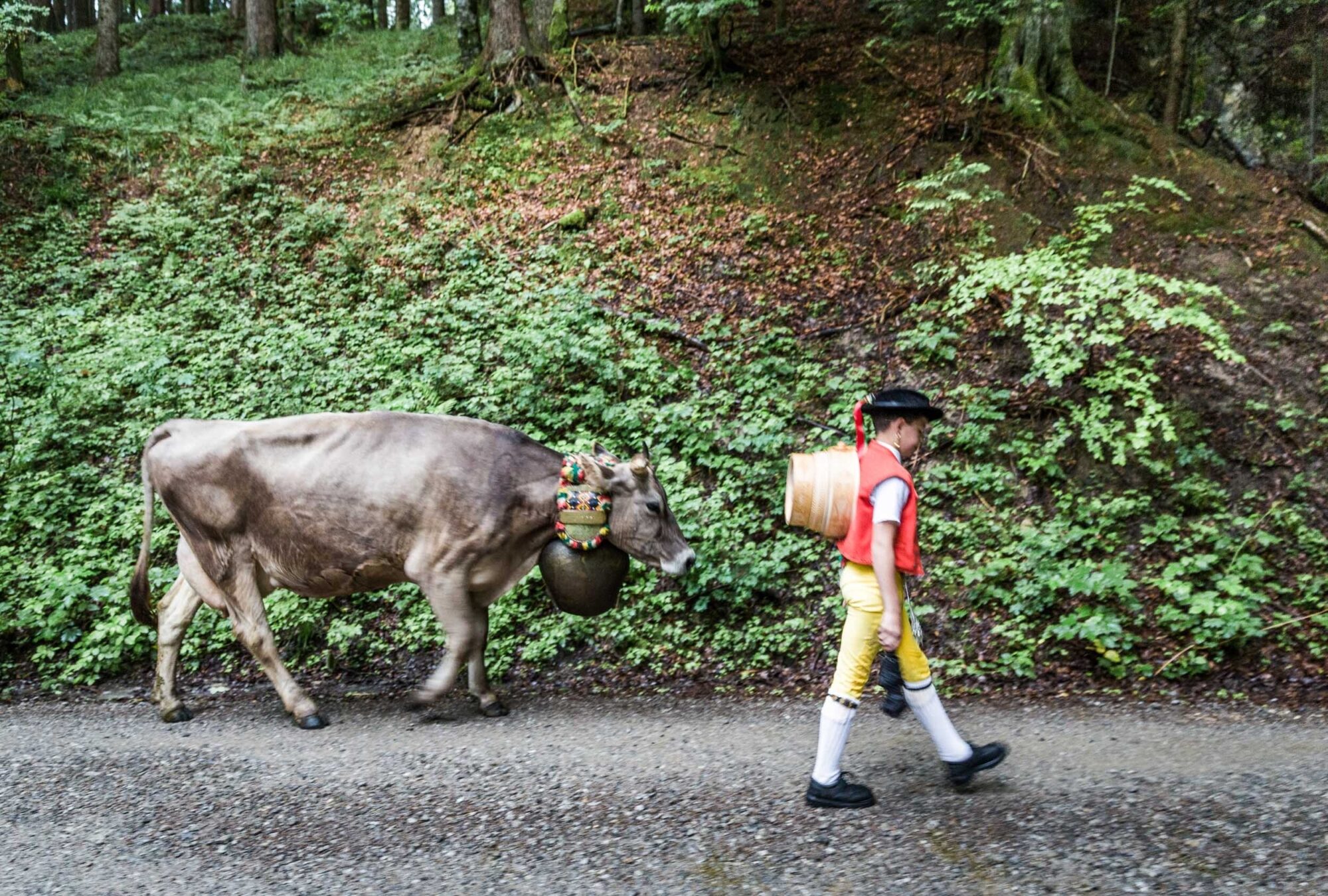 Lehmen; Potersalp, Appenzell, Schweiz, 22. Juni 2013 - Alpfahrt auf die Potersalp der Familie Reto Ruesch.