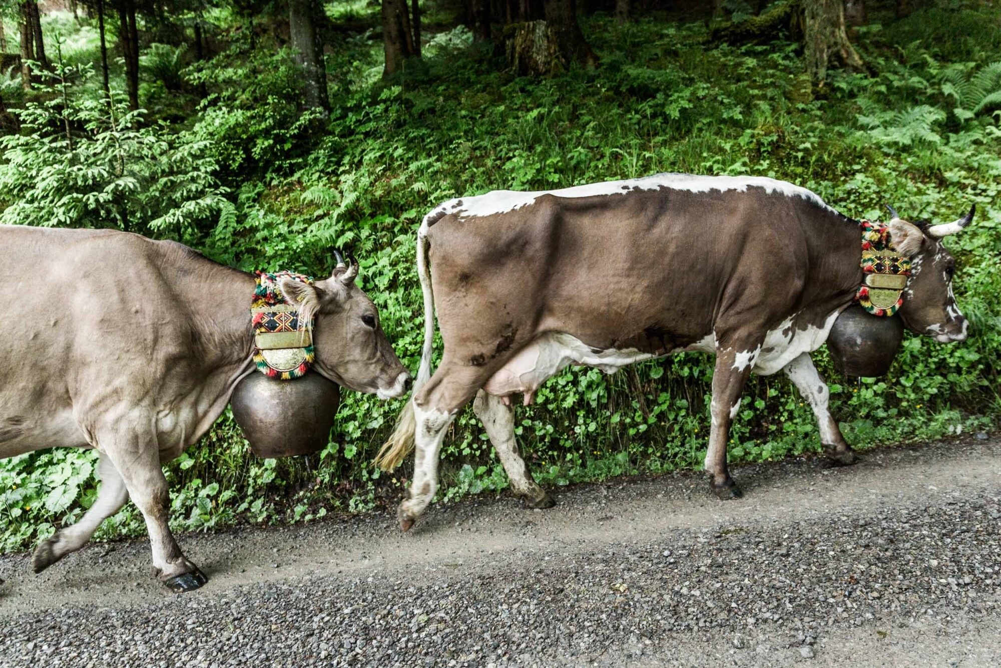 Lehmen; Potersalp, Appenzell, Schweiz, 22. Juni 2013 - Alpfahrt auf die Potersalp der Familie Reto Ruesch.