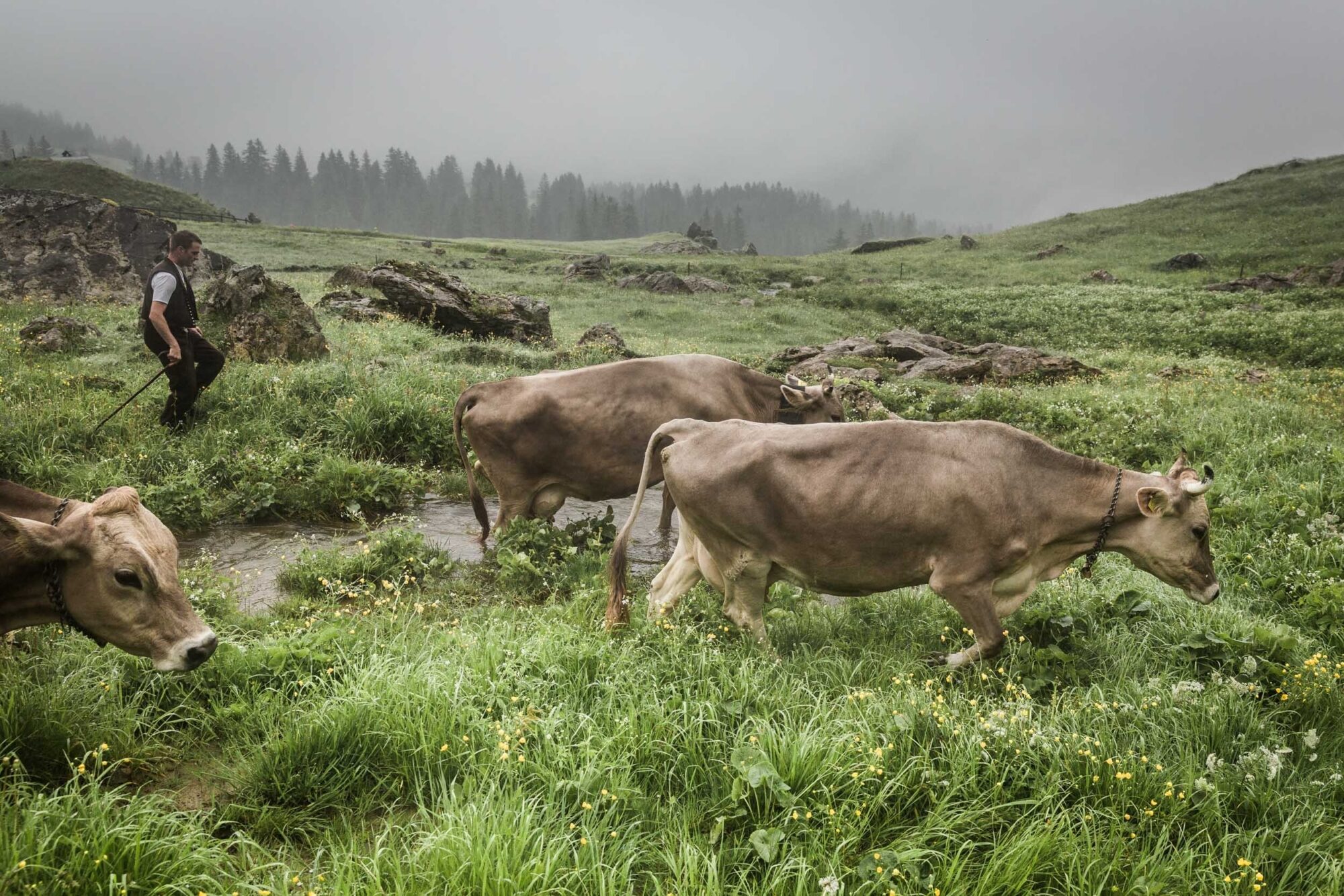 Lehmen; Potersalp, Appenzell, Schweiz, 22. Juni 2013 - Alpfahrt auf die Potersalp der Familie Reto Ruesch.