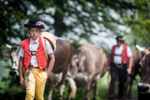 Lehmen; Potersalp, Appenzell, Schweiz, 22. Juni 2013 - Alpfahrt auf die Potersalp der Familie Reto Ruesch.