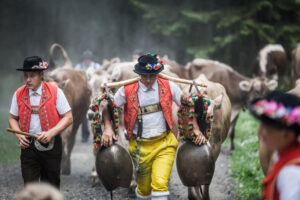 Lehmen; Potersalp, Appenzell, Schweiz, 22. Juni 2013 - Alpfahrt auf die Potersalp der Familie Reto Ruesch.