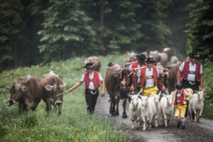 Lehmen; Potersalp, Appenzell, Schweiz, 22. Juni 2013 - Alpfahrt auf die Potersalp der Familie Reto Ruesch.