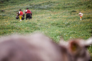 Lehmen; Potersalp, Appenzell, Schweiz, 22. Juni 2013 - Alpfahrt auf die Potersalp der Familie Reto Ruesch.