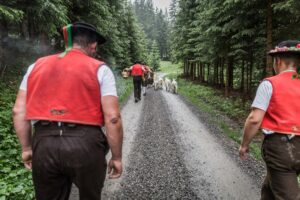 Lehmen; Potersalp, Appenzell, Schweiz, 22. Juni 2013 - Alpfahrt auf die Potersalp der Familie Reto Ruesch.