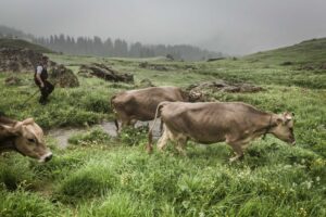 Lehmen; Potersalp, Appenzell, Schweiz, 22. Juni 2013 - Alpfahrt auf die Potersalp der Familie Reto Ruesch.