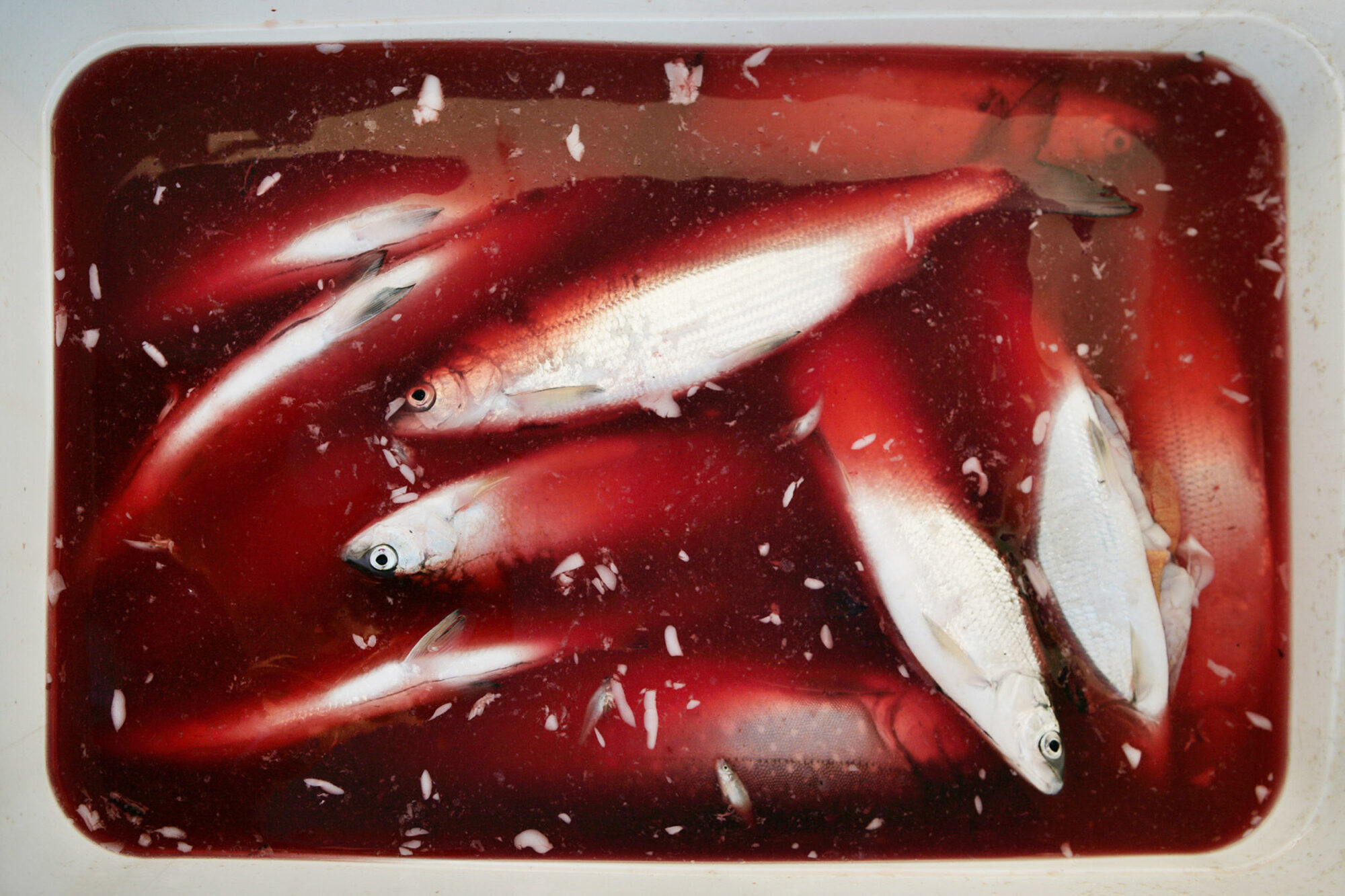 Steinach, St. Gallen, Schweiz, 16. Juli 2007 - Peter Klingenstein, Fischer auf dem Bodensee. Klingenstein ist Praesident des Schweizerischen Fischereiverbandes,

Photo by Daniel Ammann