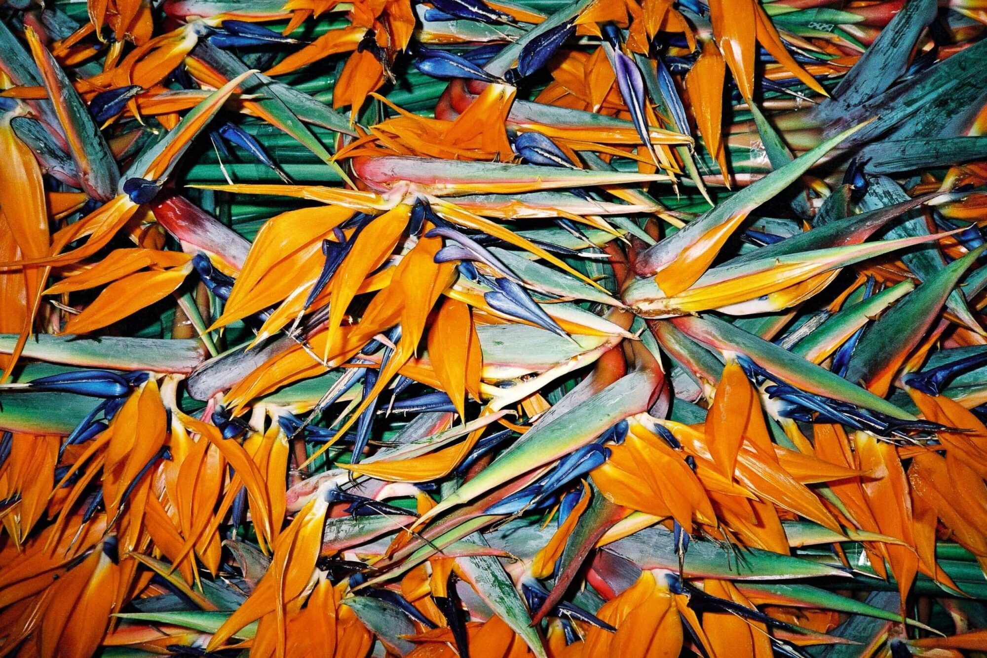 CHINA REPORTAGE IM MAERZ UND APRIL 2005

BILD AUS SHANGHAI, SCHANGHAI, CHINA. BLUMEN AUF DEM MARKT.

PHOTO BY DANIEL AMMANN