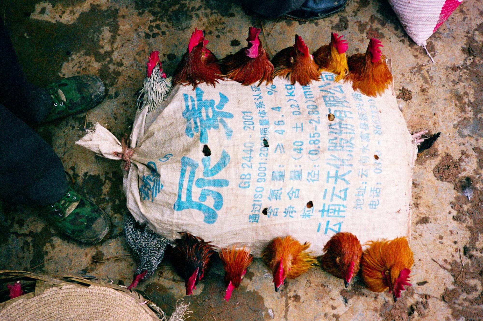 CHINA REPORTAGE IM MAERZ UND APRIL 2005

HUEHNER IN EINEM SACK EINGENAEHT. BILD AUS CHINA FUER EINE AUSSTELLUNG IN ST. GALLEN

PHOTO BY DANIEL AMMANN