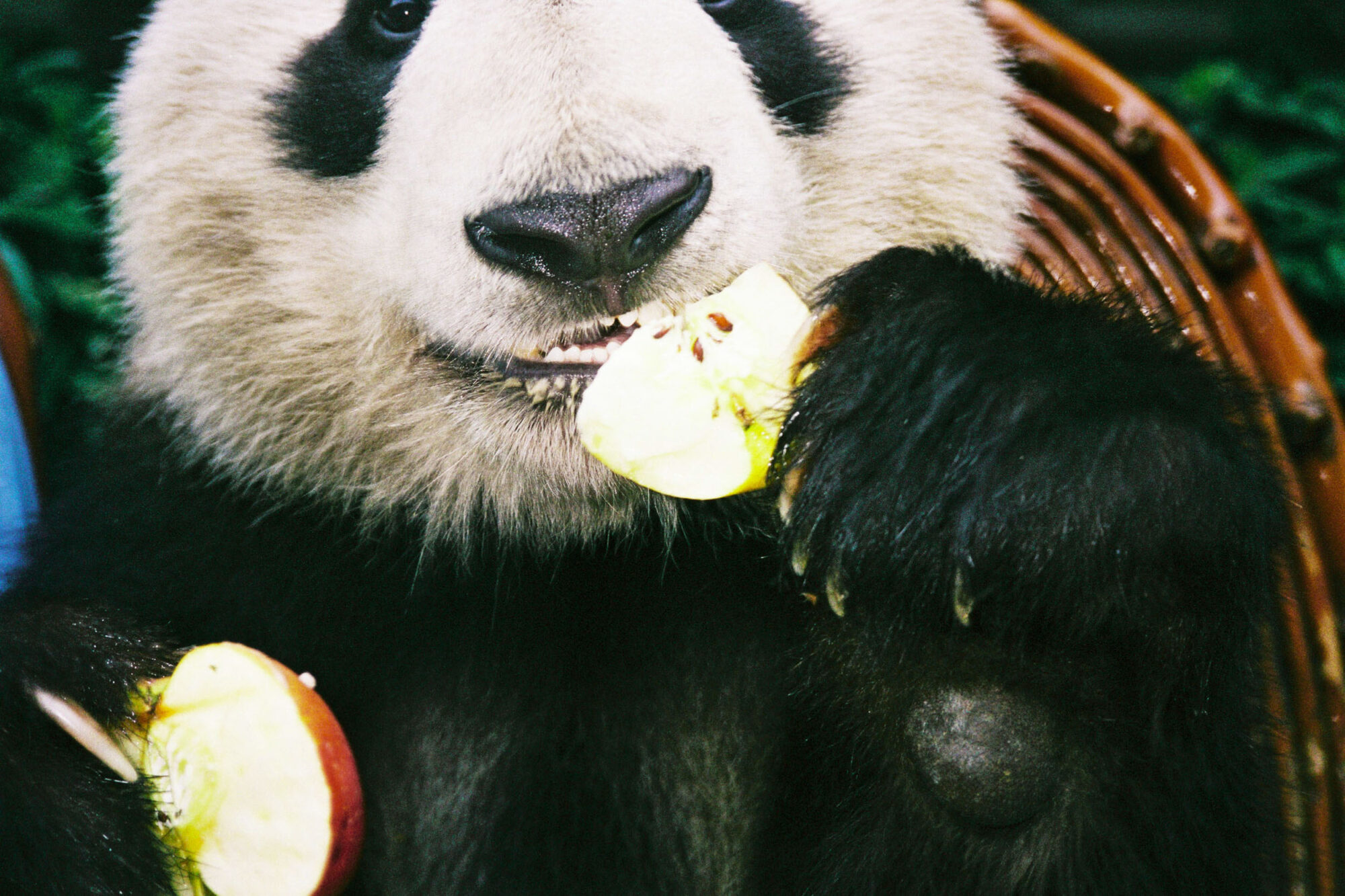 CHINA REPORTAGE IM MAERZ UND APRIL 2005

PANDA BAER IN CHENGDU AM AEPFEL ESSEN. BILD AUS CHINA FUER EINE AUSSTELLUNG IN ST. GALLEN

PHOTO BY DANIEL AMMANN