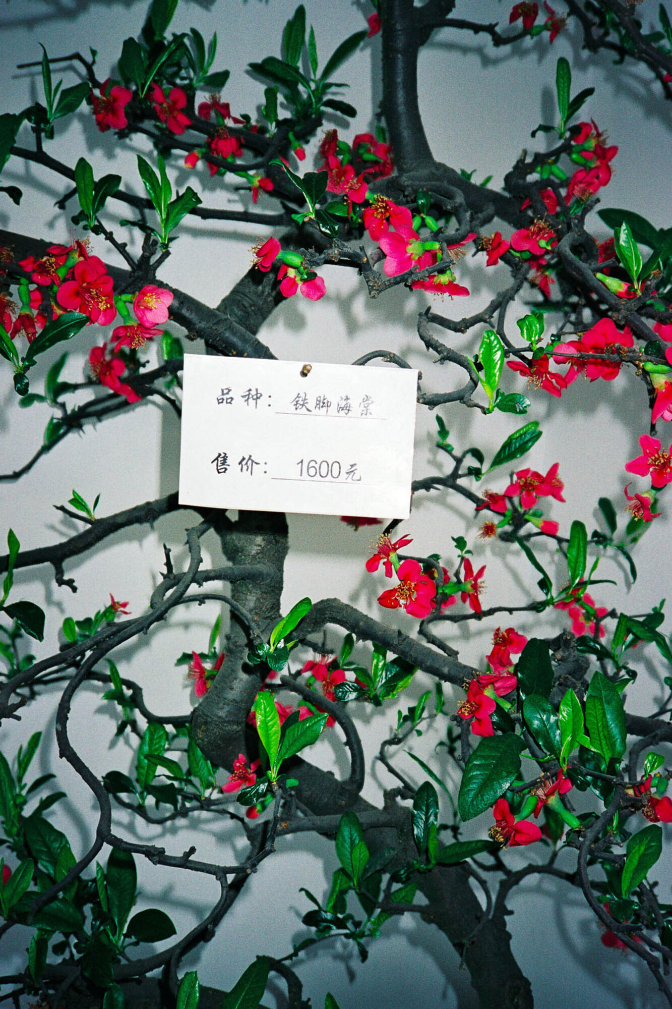 CHINA REPORTAGE IM MAERZ UND APRIL 2005

MLUMENBAUM ZU VERKAUFEN. BILD AUS CHINA FUER EINE AUSSTELLUNG IN ST. GALLEN

PHOTO BY DANIEL AMMANN