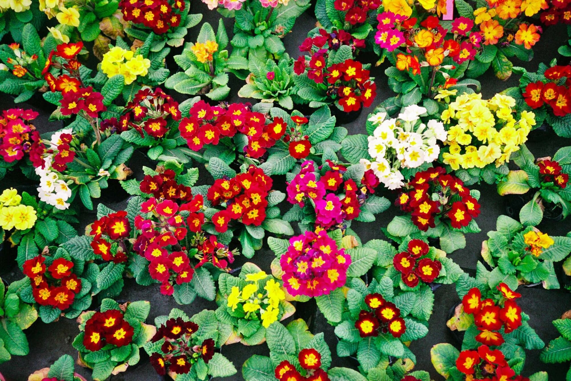 CHINA REPORTAGE IM MAERZ UND APRIL 2005

BILD AUS CHENGDU, CHINA. BLUMEN IN EINEM BLUMENBEET.

PHOTO BY DANIEL AMMANN