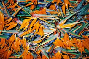 CHINA REPORTAGE IM MAERZ UND APRIL 2005

BILD AUS SHANGHAI, SCHANGHAI, CHINA. BLUMEN AUF DEM MARKT.

PHOTO BY DANIEL AMMANN