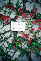 CHINA REPORTAGE IM MAERZ UND APRIL 2005

MLUMENBAUM ZU VERKAUFEN. BILD AUS CHINA FUER EINE AUSSTELLUNG IN ST. GALLEN

PHOTO BY DANIEL AMMANN