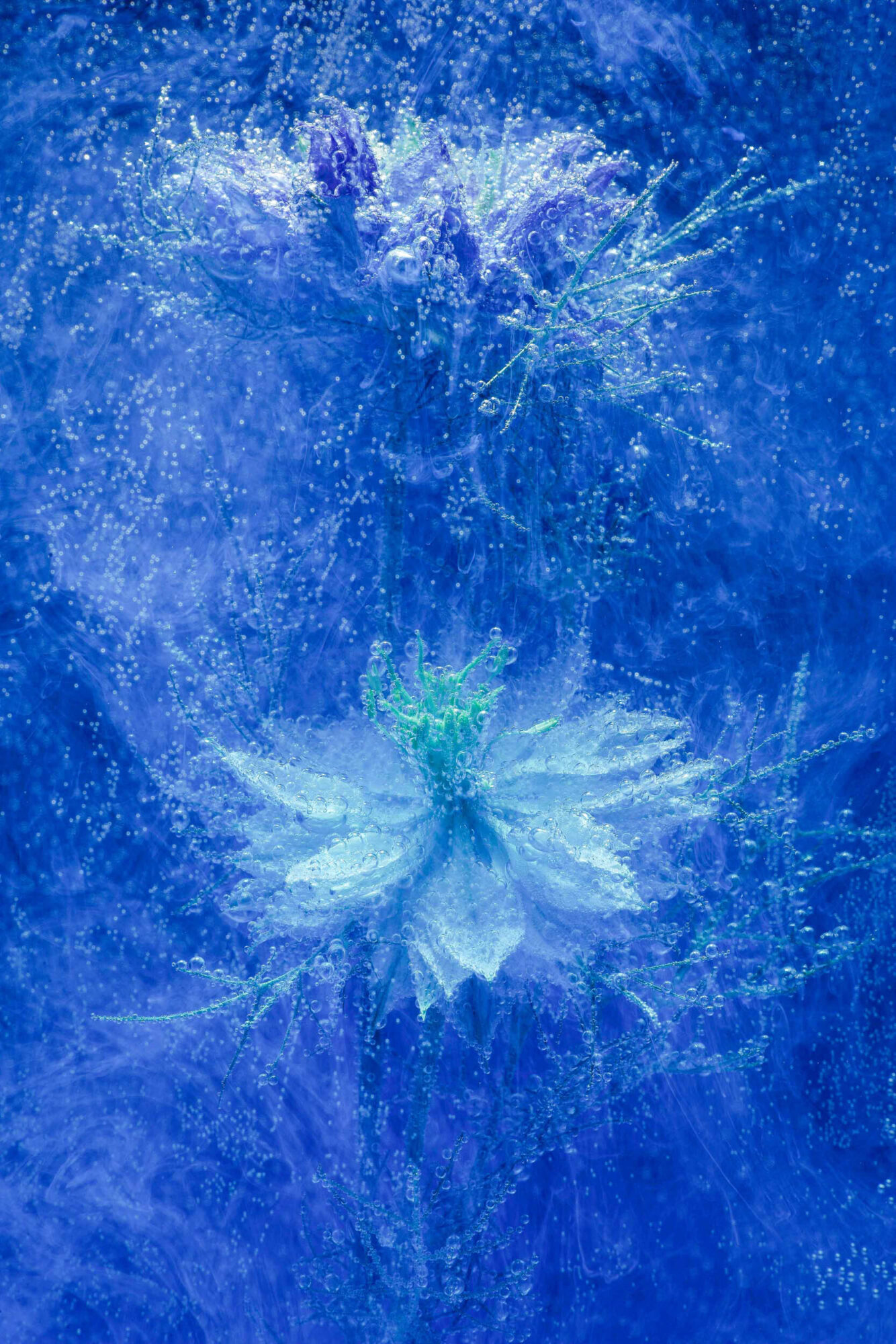 St. Gallen, Schweiz, 7. Juli 2008 - Flower, Blume, unter Wasser mit Kohlensaeure und Farbstoff.

Photo by Daniel Ammann