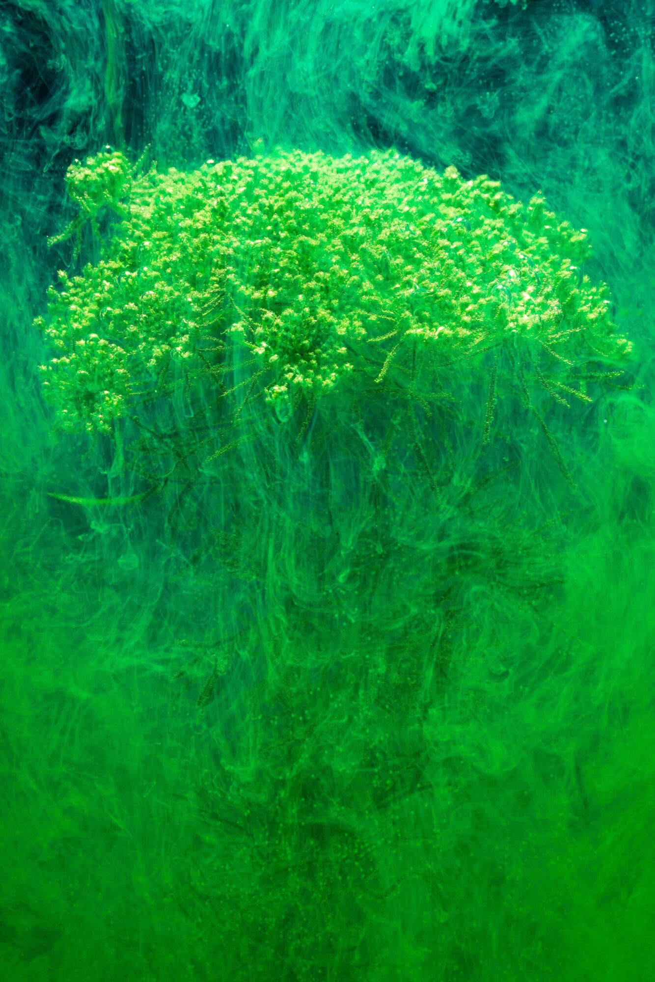 St. Gallen, Schweiz, 7. Juli 2008 - Flower, Blume, unter Wasser mit Kohlensaeure und Farbstoff.

Photo by Daniel Ammann