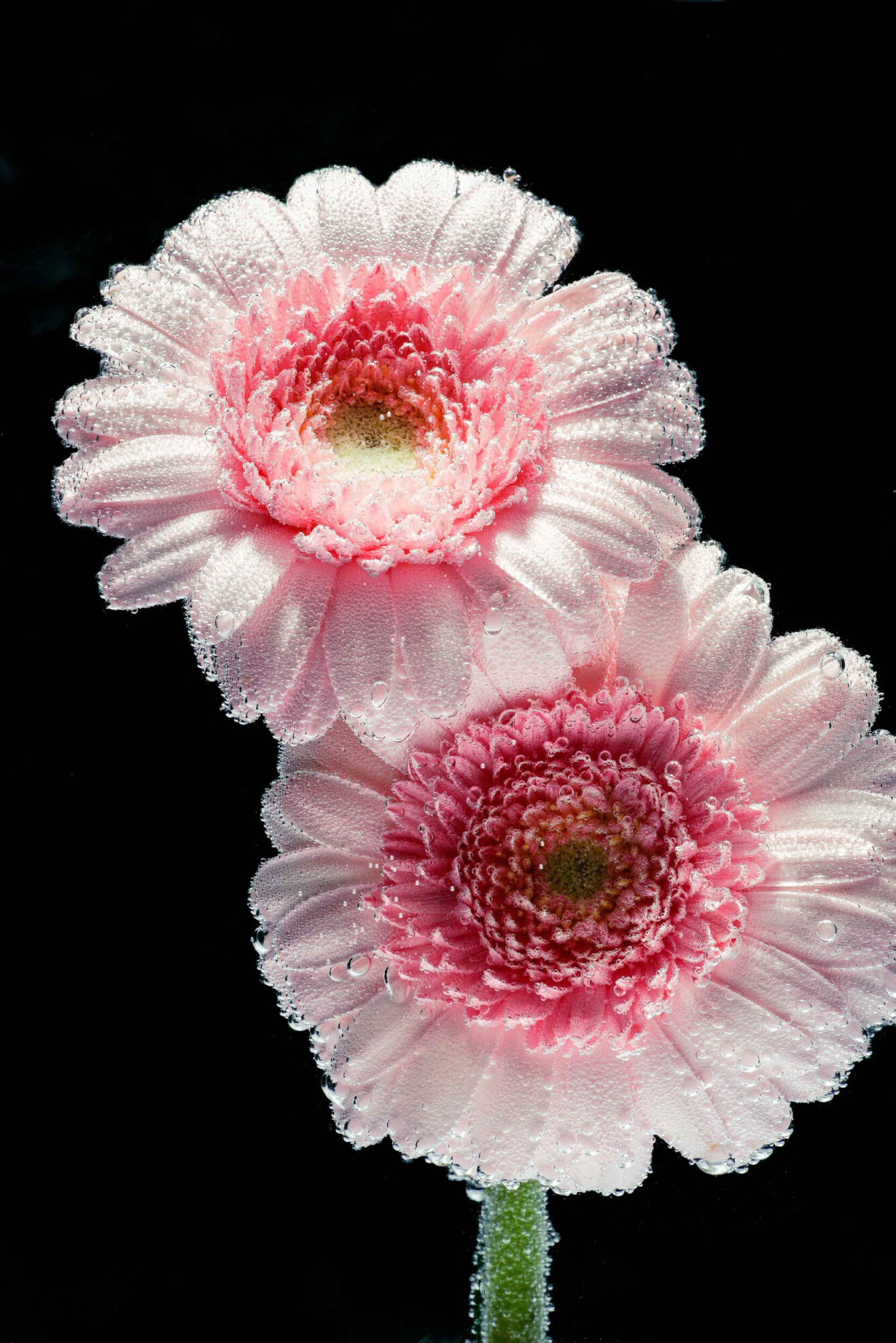 St. Gallen, Schweiz, 7. Juli 2008 - Flower, Blume, unter Wasser mit Kohlensaeure und Farbstoff.

Photo by Daniel Ammann