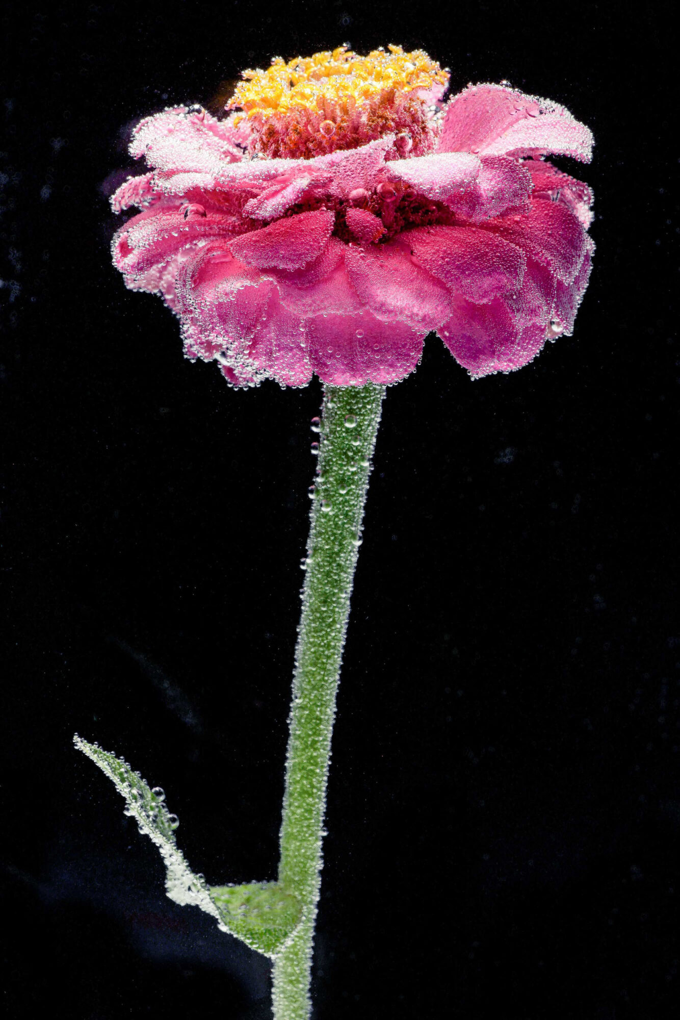 St. Gallen, Schweiz, 7. Juli 2008 - Flower, Blume, unter Wasser mit Kohlensaeure und Farbstoff.

Photo by Daniel Ammann