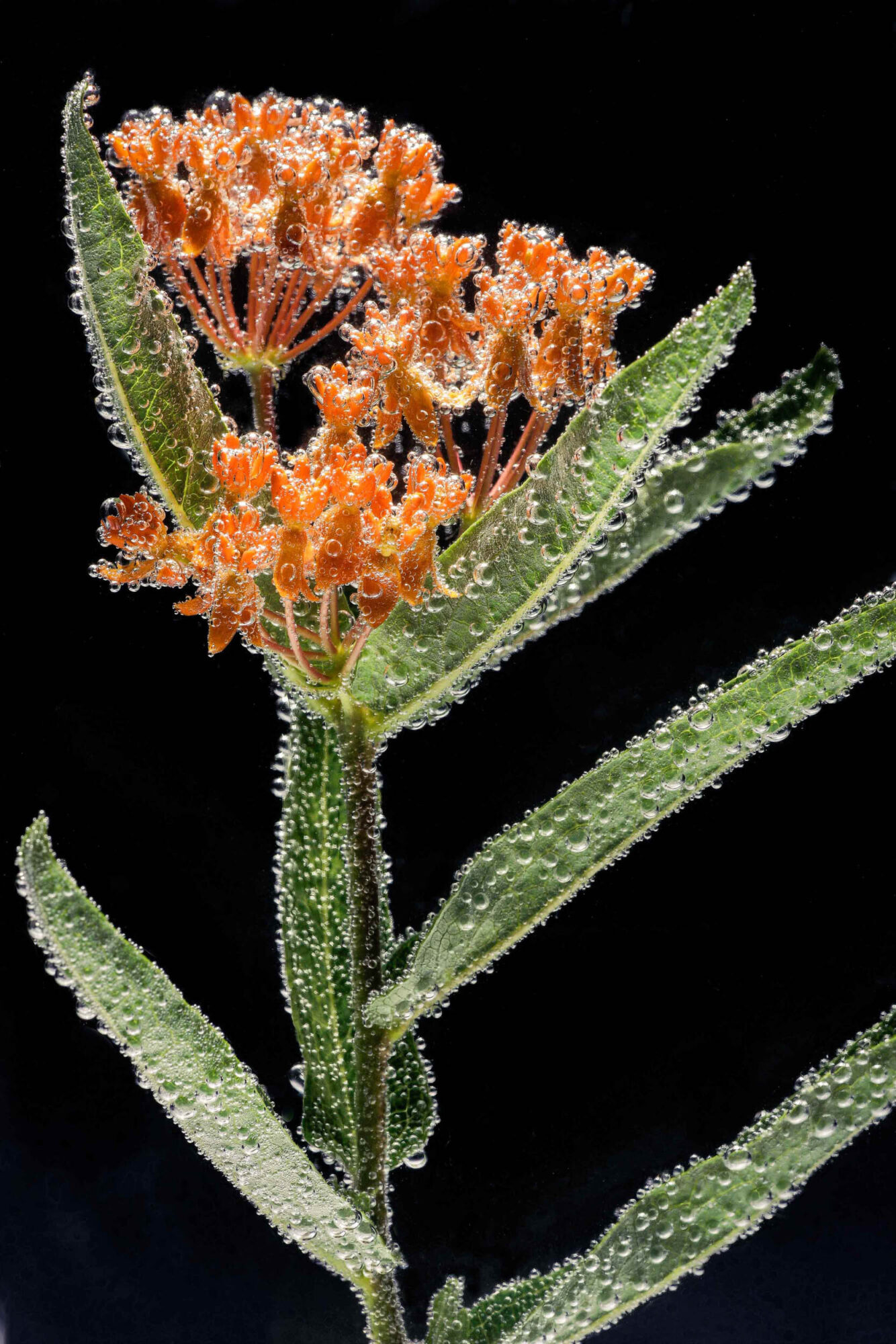 St. Gallen, Schweiz, 7. Juli 2008 - Flower, Blume, unter Wasser mit Kohlensaeure und Farbstoff.

Photo by Daniel Ammann