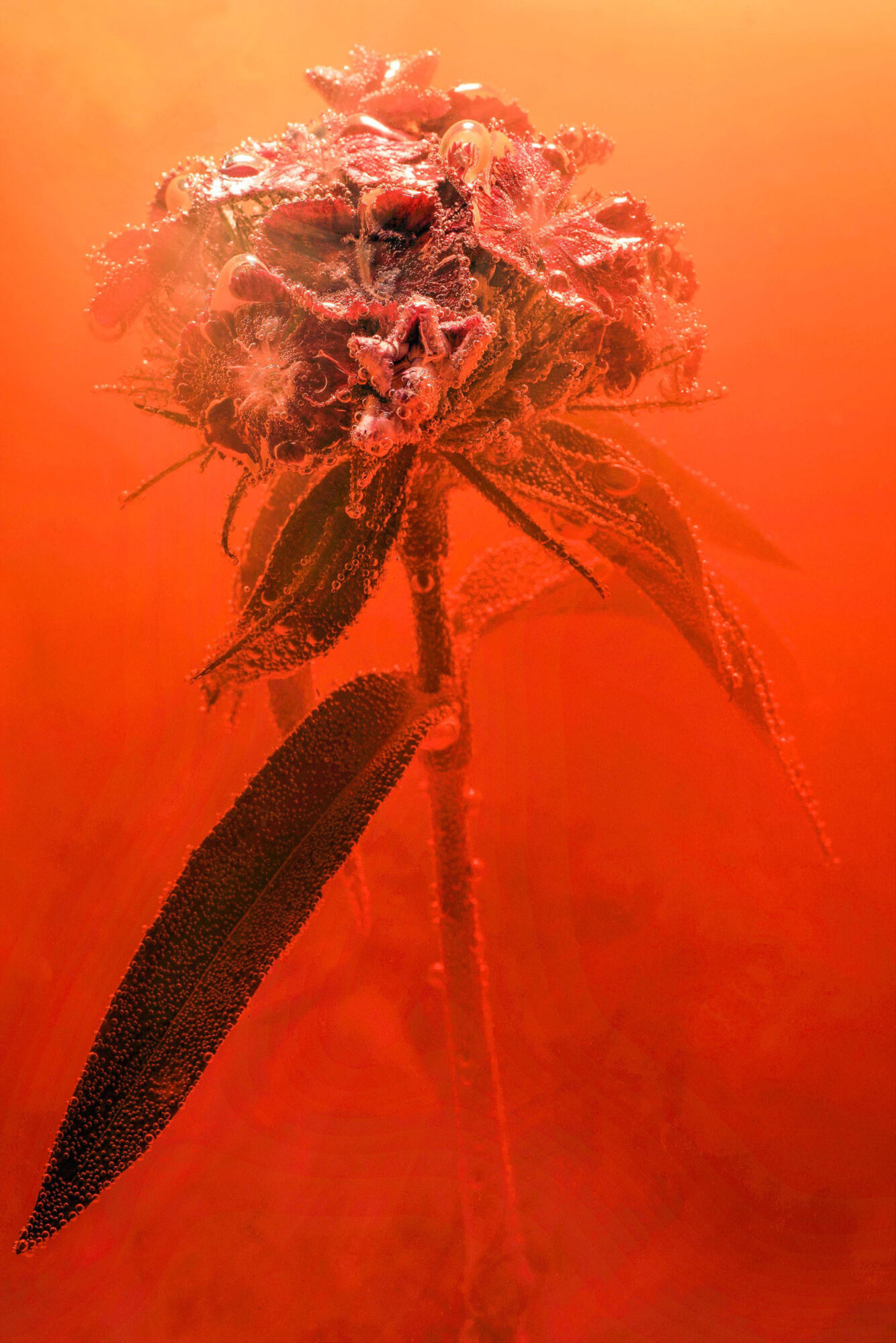 St. Gallen, Schweiz, 7. Juli 2008 - Flower, Blume, unter Wasser mit Kohlensaeure und Farbstoff.

Photo by Daniel Ammann