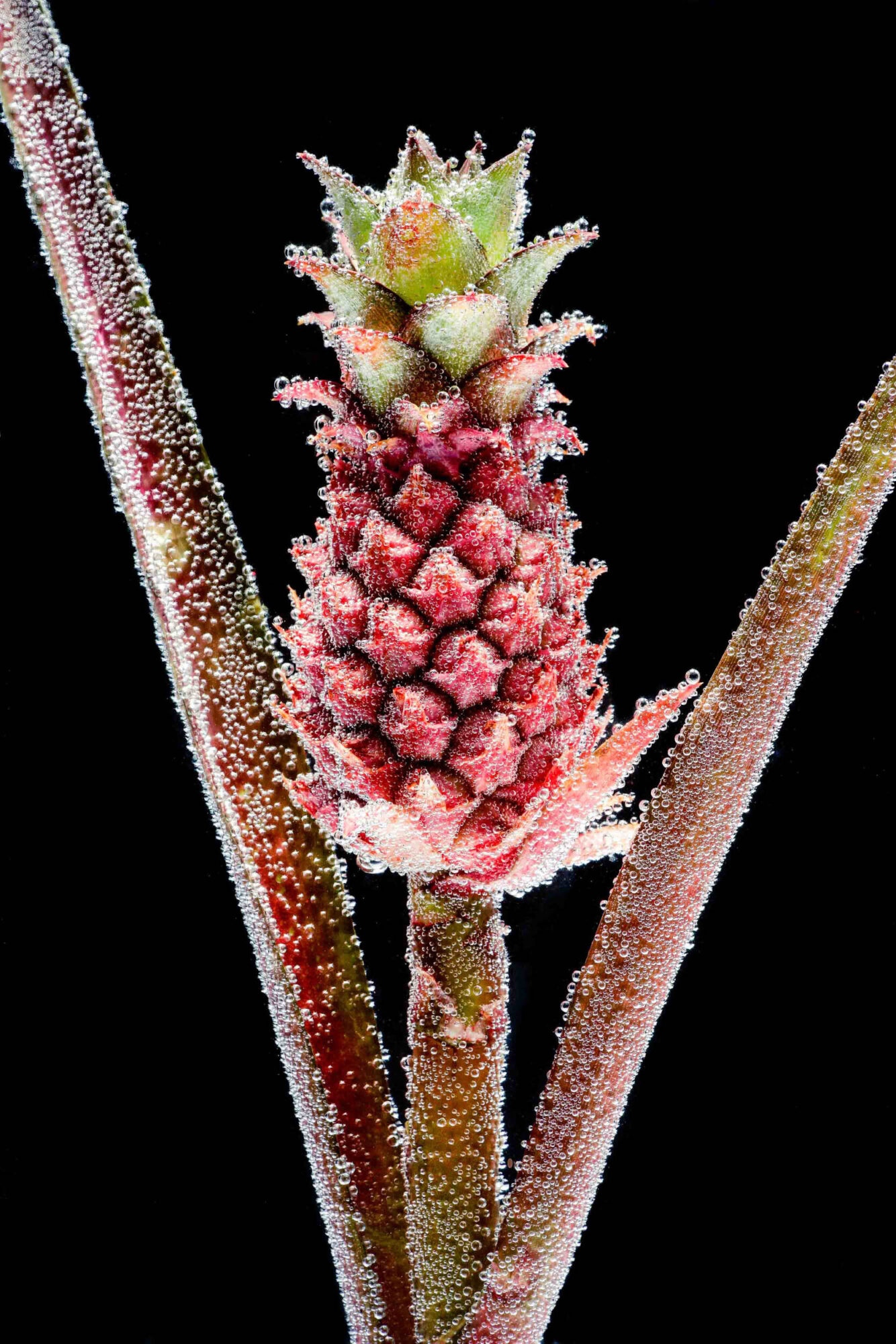 St. Gallen, Schweiz, 7. Juli 2008 - Flower, Blume, unter Wasser mit Kohlensaeure und Farbstoff.

Photo by Daniel Ammann