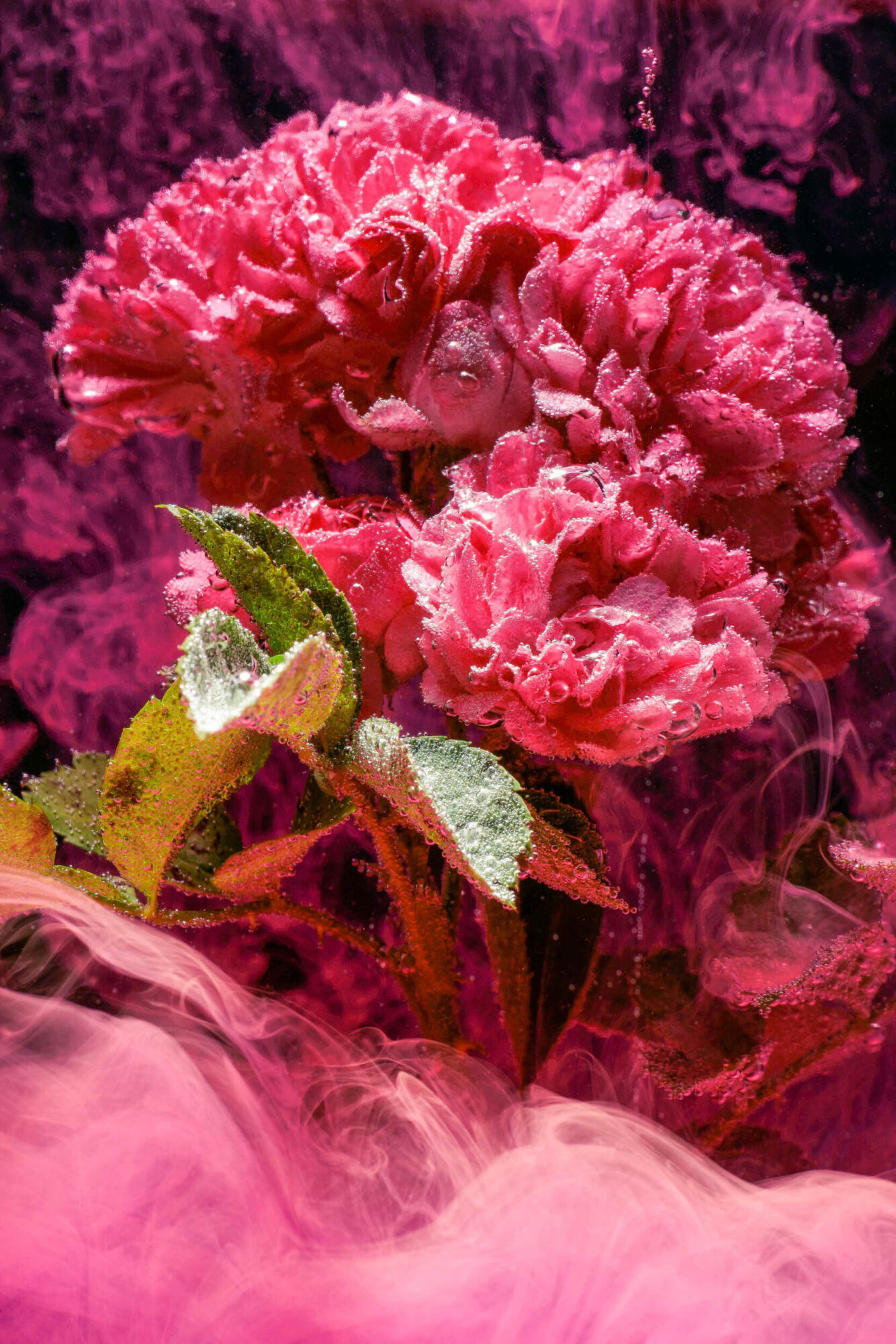 St. Gallen, Schweiz, 7. Juli 2008 - Flower, Blume, unter Wasser mit Kohlensaeure und Farbstoff.

Photo by Daniel Ammann