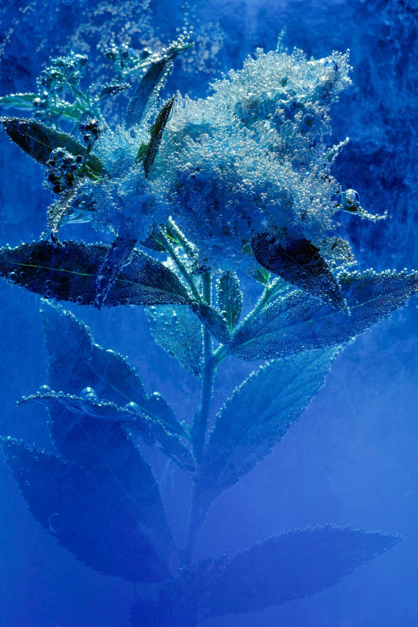 St. Gallen, Schweiz, 7. Juli 2008 - Flower, Blume, unter Wasser mit Kohlensaeure und Farbstoff.

Photo by Daniel Ammann