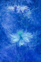 St. Gallen, Schweiz, 7. Juli 2008 - Flower, Blume, unter Wasser mit Kohlensaeure und Farbstoff.

Photo by Daniel Ammann