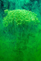 St. Gallen, Schweiz, 7. Juli 2008 - Flower, Blume, unter Wasser mit Kohlensaeure und Farbstoff.

Photo by Daniel Ammann