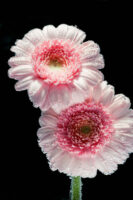 St. Gallen, Schweiz, 7. Juli 2008 - Flower, Blume, unter Wasser mit Kohlensaeure und Farbstoff.

Photo by Daniel Ammann