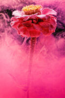 St. Gallen, Schweiz, 7. Juli 2008 - Flower, Blume, unter Wasser mit Kohlensaeure und Farbstoff.

Photo by Daniel Ammann