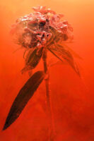 St. Gallen, Schweiz, 7. Juli 2008 - Flower, Blume, unter Wasser mit Kohlensaeure und Farbstoff.

Photo by Daniel Ammann