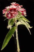 St. Gallen, Schweiz, 7. Juli 2008 - Flower, Blume, unter Wasser mit Kohlensaeure und Farbstoff.

Photo by Daniel Ammann