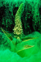 St. Gallen, Schweiz, 7. Juli 2008 - Flower, Blume, unter Wasser mit Kohlensaeure und Farbstoff.

Photo by Daniel Ammann