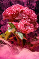 St. Gallen, Schweiz, 7. Juli 2008 - Flower, Blume, unter Wasser mit Kohlensaeure und Farbstoff.

Photo by Daniel Ammann