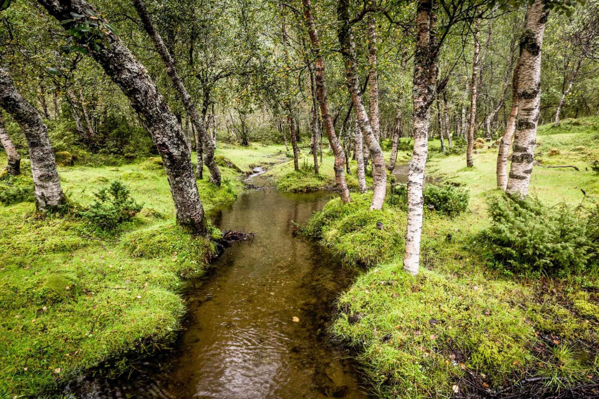 Trondheim, Norwegen, 29. August 2013 - Svartisen Gletscher, Reise mit der Midnatsol auf die Hurtigruten.