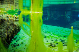 Reykjavik, Island, 11. Mai 2016 - Reportage in Island, Reykjavik und Umgebung, Reise nach Saudarkrokur.