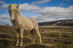 Akureyri, Island, 15. Mai 2016 - Reportage in Island, Akureyri nach Myvatn Island Pferd.