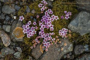 Myvatn, Hoefl, Island, 16. Mai 2016 - Reportage in Island, Hoefl nach Vik Myrdal.