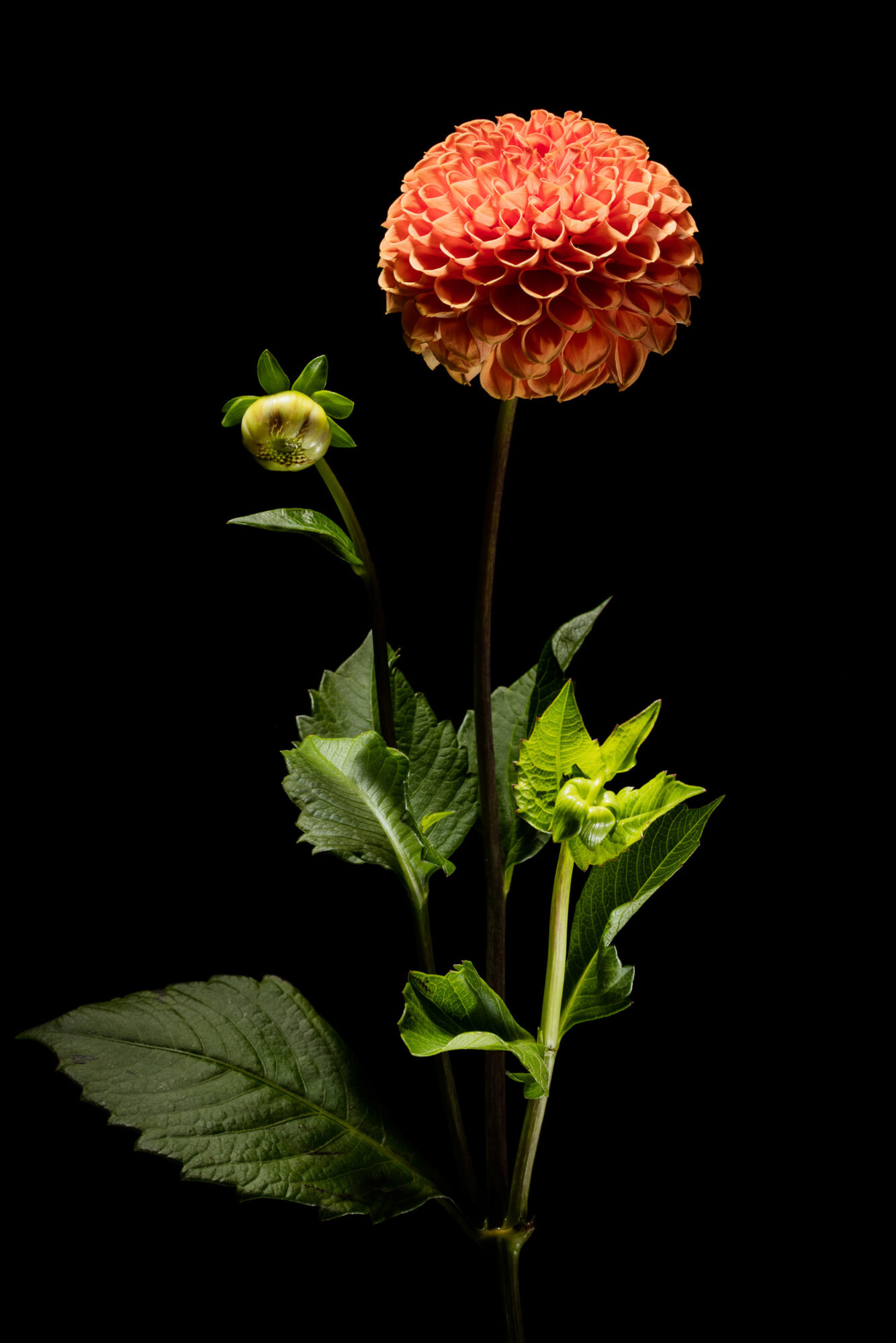 Herisau, Appenzell, Schweiz, 1. Oktoberr 2015 - Blumen von Doris Forrer, le petit Jardin.