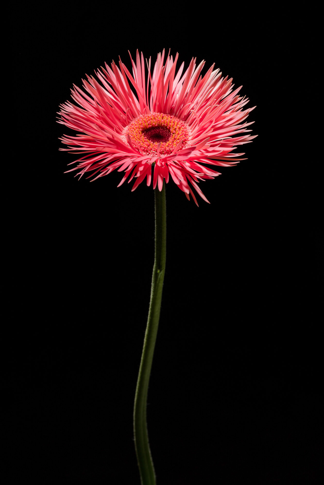 Herisau, Appenzell, Schweiz, 1. Oktoberr 2015 - Blumen von Doris Forrer, le petit Jardin.