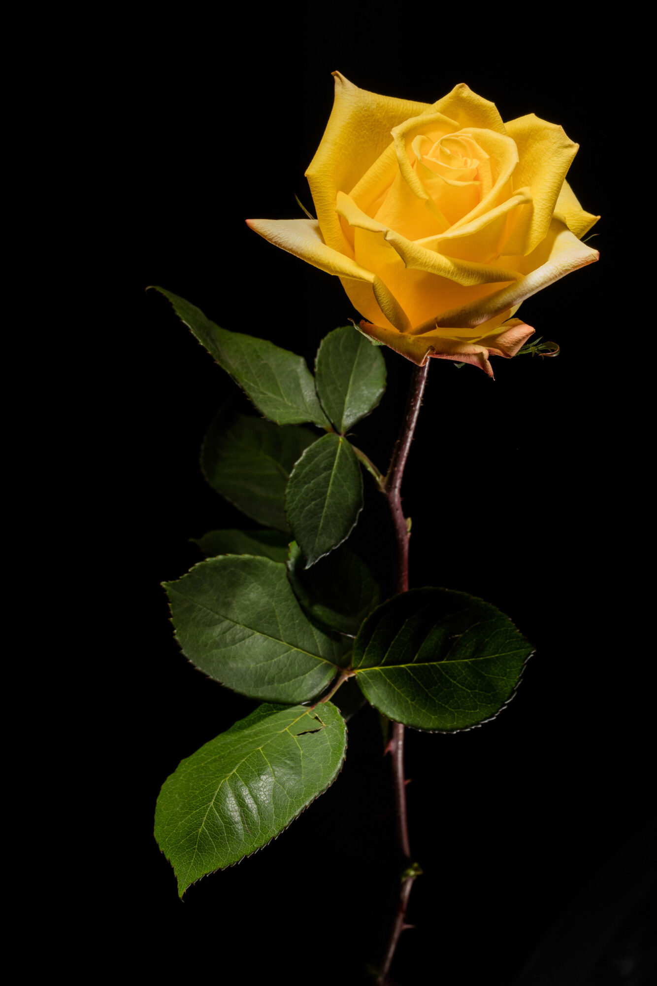 Herisau, Appenzell, Schweiz, 1. Oktoberr 2015 - Blumen von Doris Forrer, le petit Jardin.