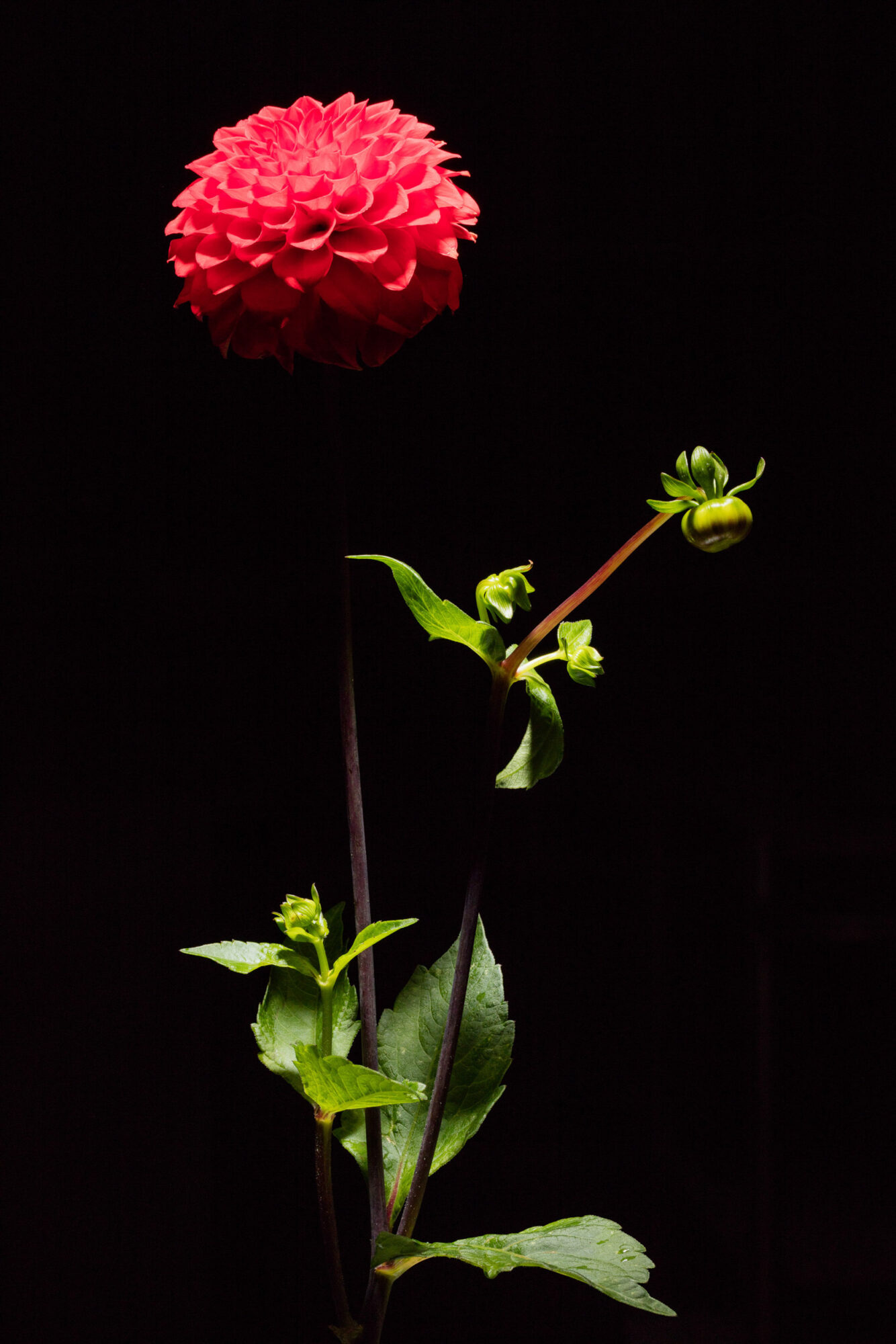 Herisau, Appenzell, Schweiz, 1. Oktoberr 2015 - Blumen von Doris Forrer, le petit Jardin.