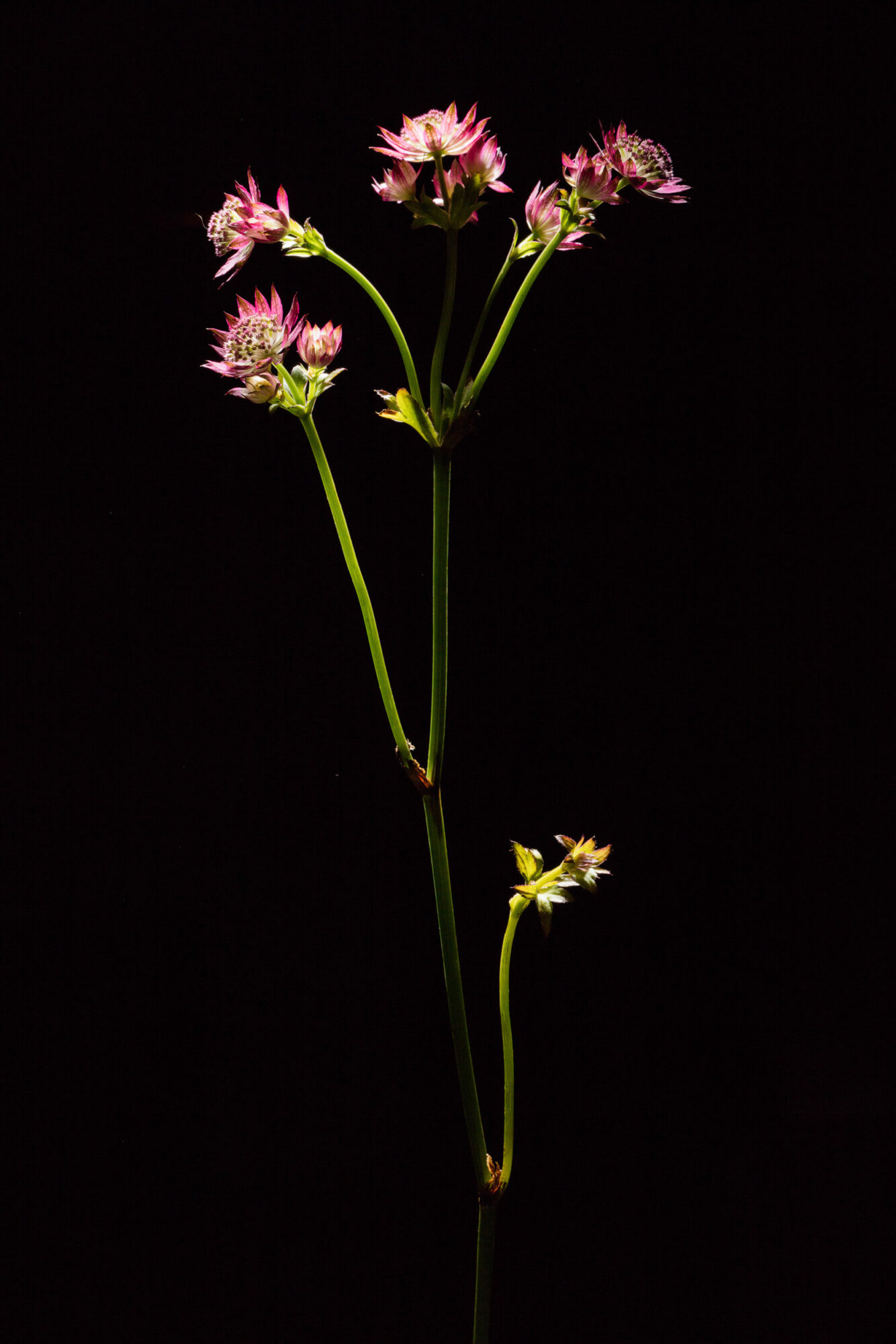 Herisau, Appenzell, Schweiz, 1. Oktoberr 2015 - Blumen von Doris Forrer, le petit Jardin.