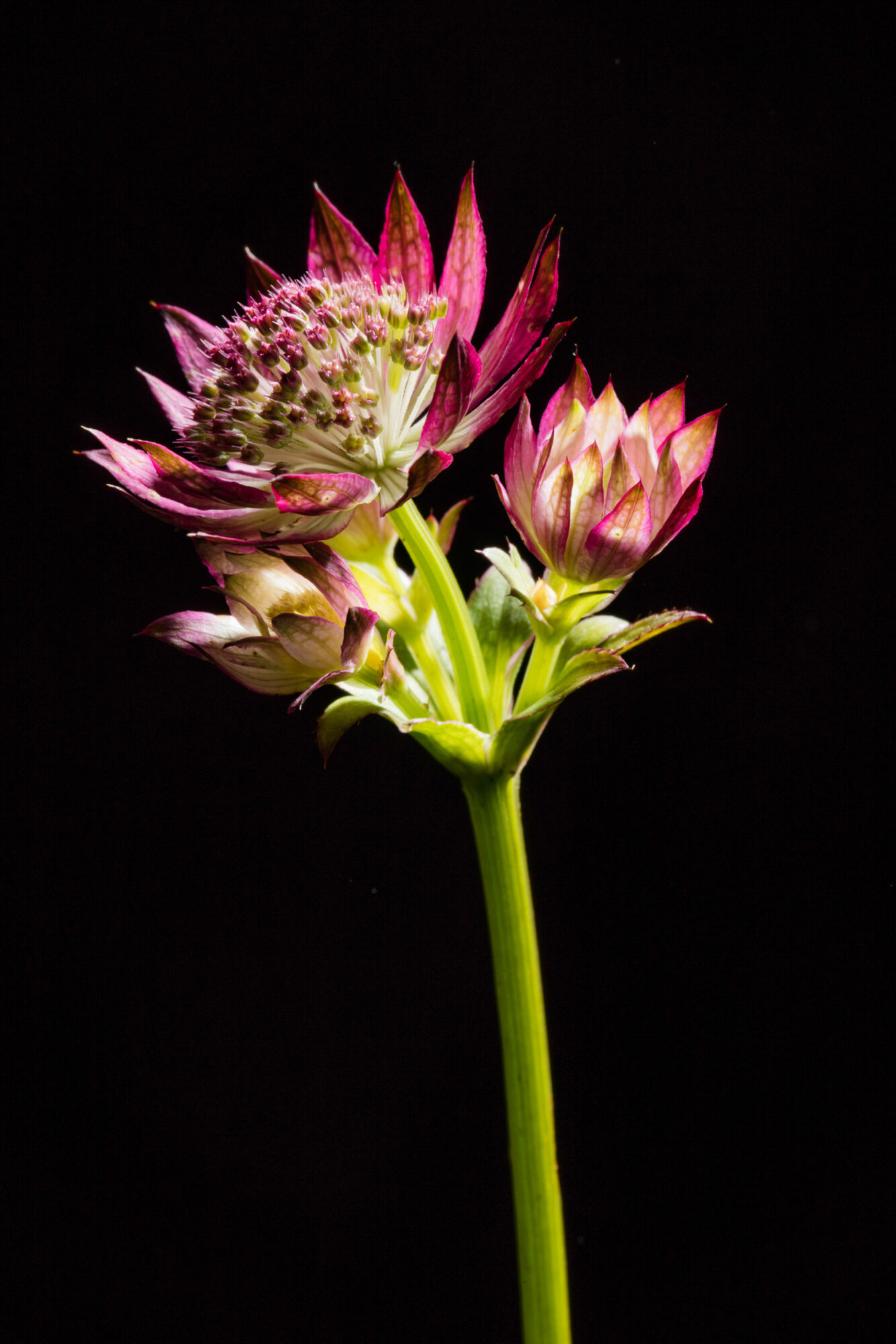 Herisau, Appenzell, Schweiz, 1. Oktoberr 2015 - Blumen von Doris Forrer, le petit Jardin.
